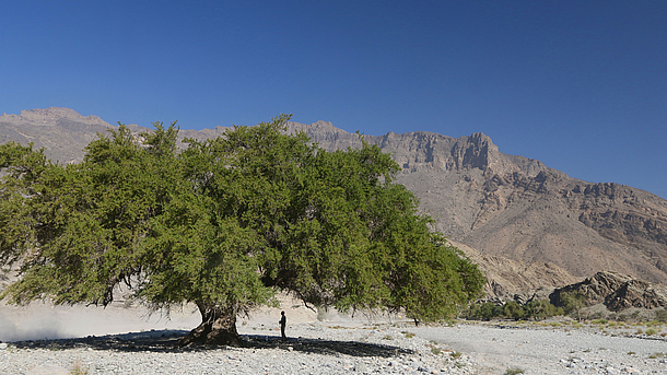 Schattenspendender Baum in der Wüste